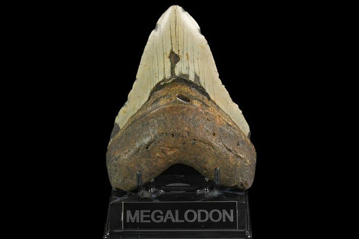 Fossil Megalodon Tooth - North Carolina #124465